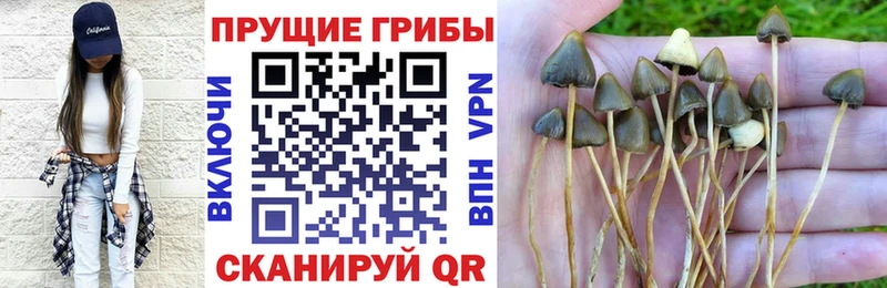 мега зеркало Жуковка Псилоцибиновые грибы Cubensis